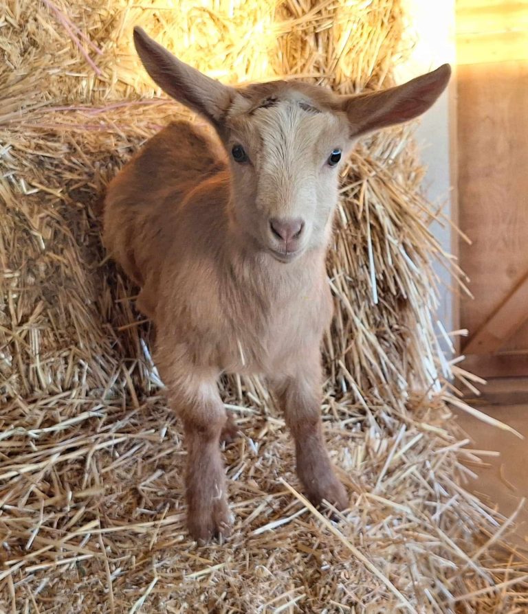 Guernsey goat kid on a bale of straw.