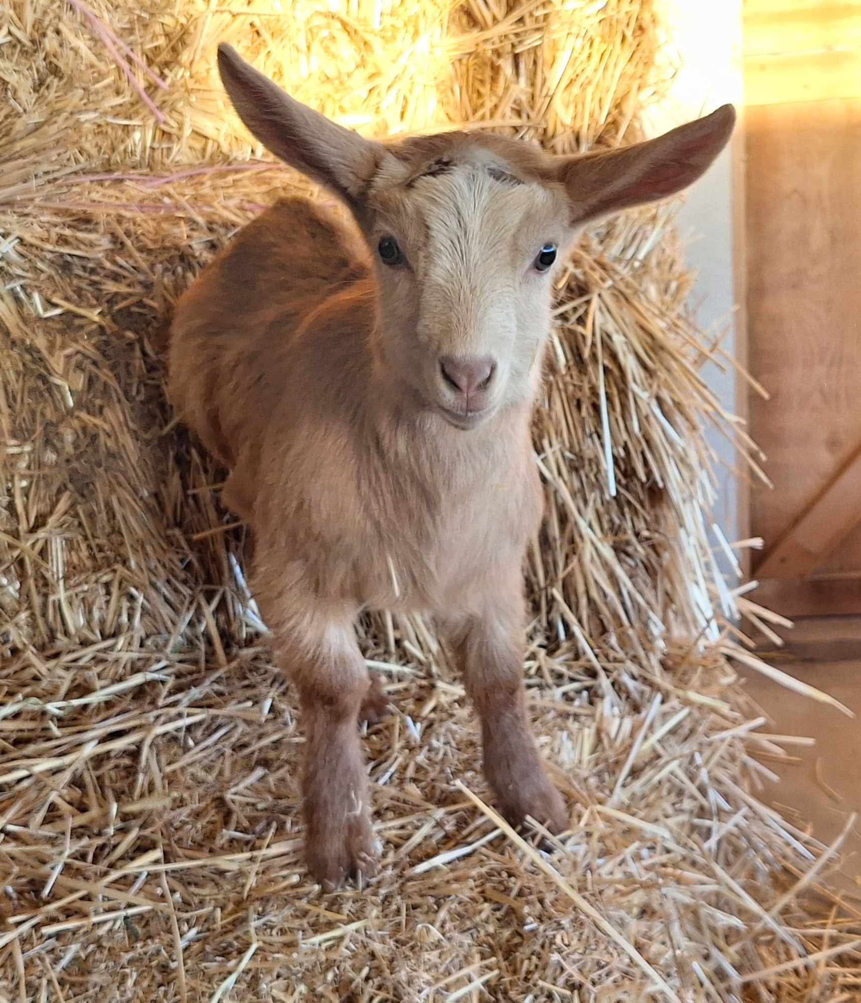Guernsey goat kid on a bale of straw.