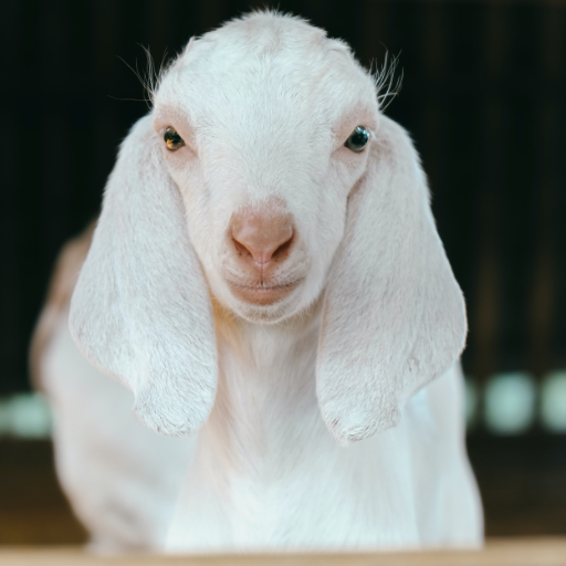 Anglo-Nubian Goats